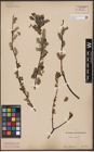 Foto von Salix aurita L.